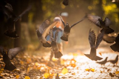 Parkta uçan güvercinlerin renkli görüntüsü, bir sonbahar günü, gün doğumunda.