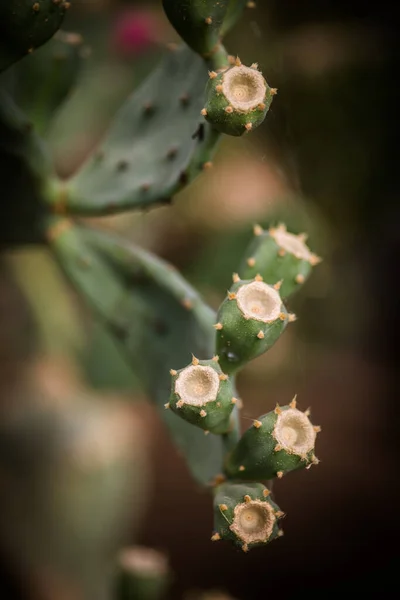 Close Photo Green Cactus Thorns — Stock Photo, Image