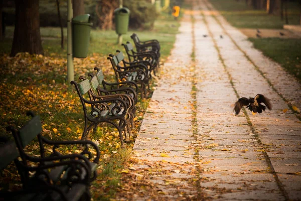 Parktaki Ahşap Banklar Yerde Sonbahar Yaprakları Uçan Bir Karga — Stok fotoğraf