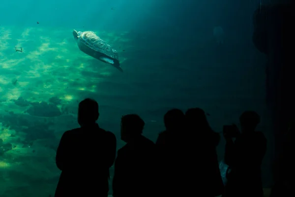Sylwetki Ludzi Obserwujących Żółwia Pod Wodą Akwarium — Zdjęcie stockowe