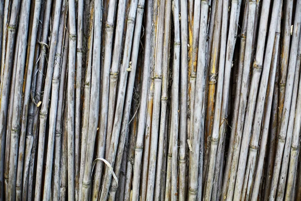 Сухой тростник — стоковое фото