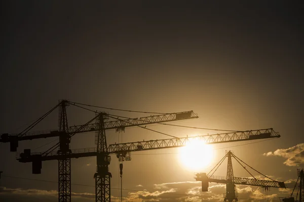 Grúas al atardecer — Foto de Stock