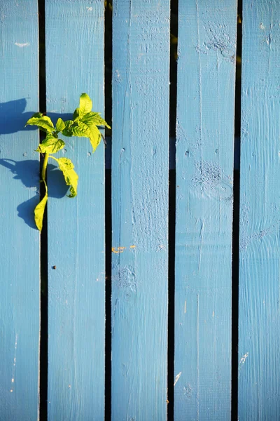 Blue wooden fence Royalty Free Stock Images