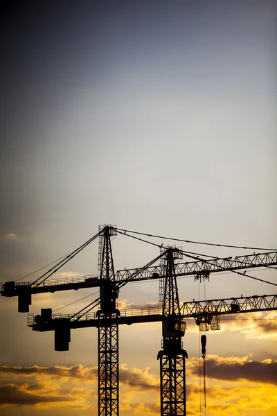 Grúas al atardecer — Foto de Stock