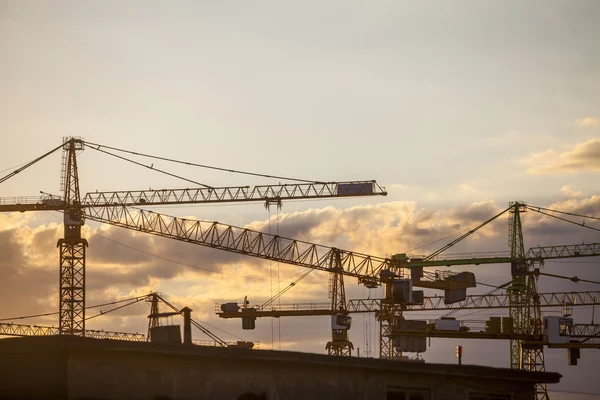 Cranes at dusk — Stock Photo, Image