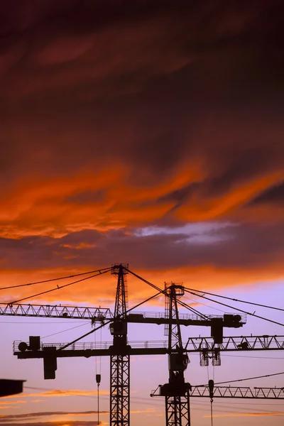 Grúas al atardecer — Foto de Stock