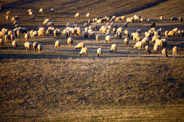Отара овець — стокове фото