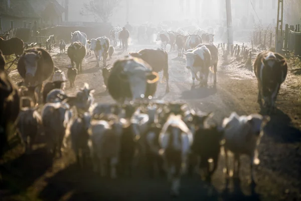 Vacas al amanecer — Foto de Stock