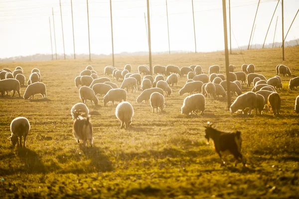 Troupeau de moutons — Photo