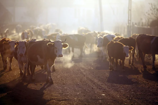 Koeien bij zonsopgang — Stockfoto