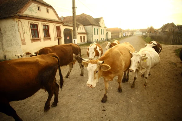 Kühe in einem Dorf — Stockfoto