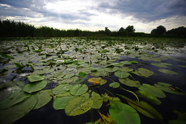 Water lilies — Stock Photo, Image