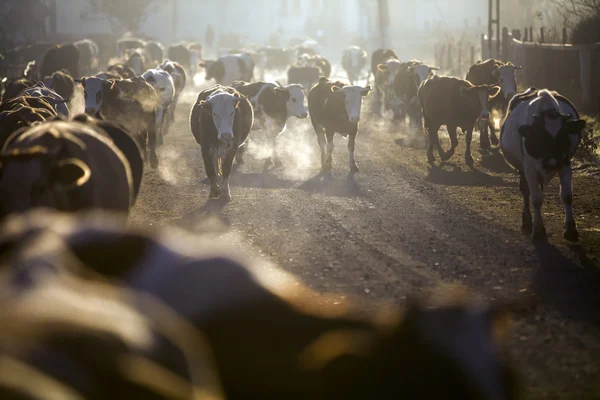 Vacas ao nascer do sol — Fotografia de Stock
