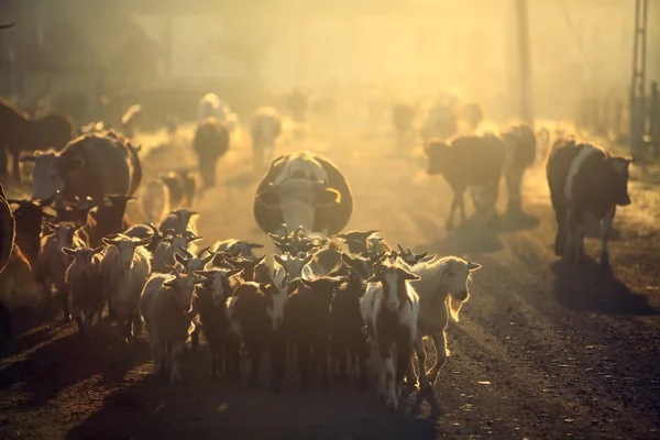 Cabras em uma aldeia — Fotografia de Stock