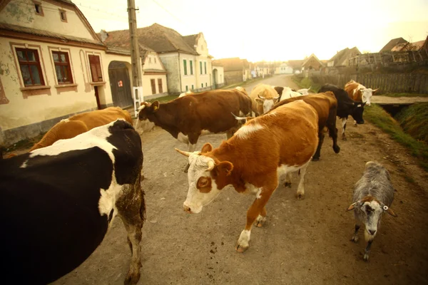 Vacas em uma aldeia — Fotografia de Stock