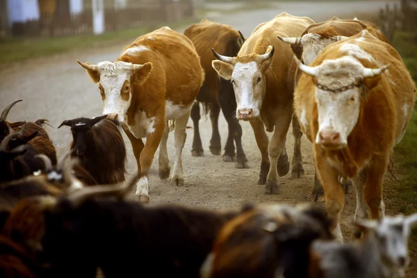 Vacas em uma aldeia — Fotografia de Stock