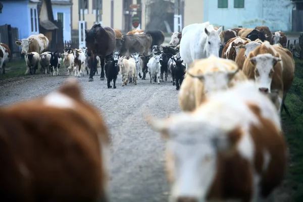 Коровы в деревне — стоковое фото
