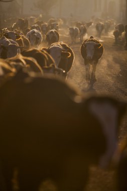 İnekler gündoğumu