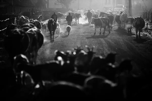 Коровы и лошади на рассвете — стоковое фото