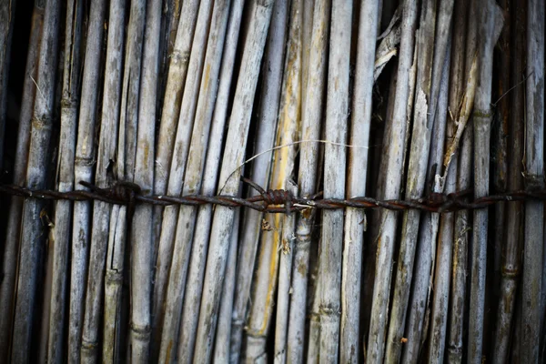 Reed en prikkeldraad — Stockfoto