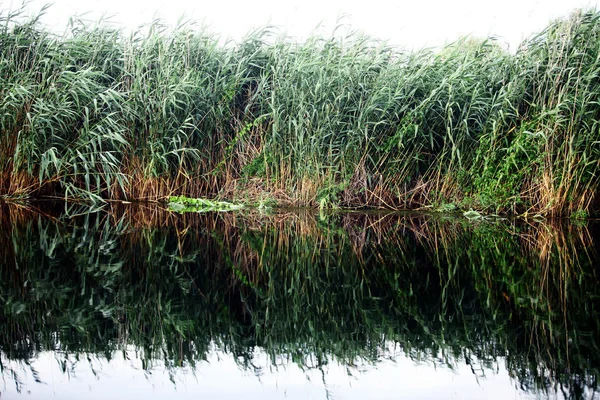 Caña en un río —  Fotos de Stock