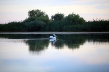 Pelikan bir Nehri üzerinde