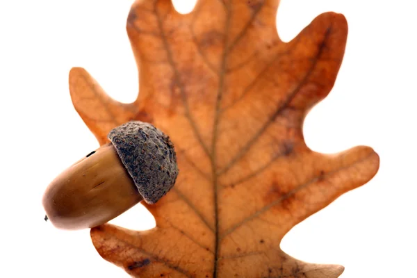 Feuilles et fruits de maïs — Photo