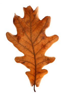 meşe palamudu yaprak