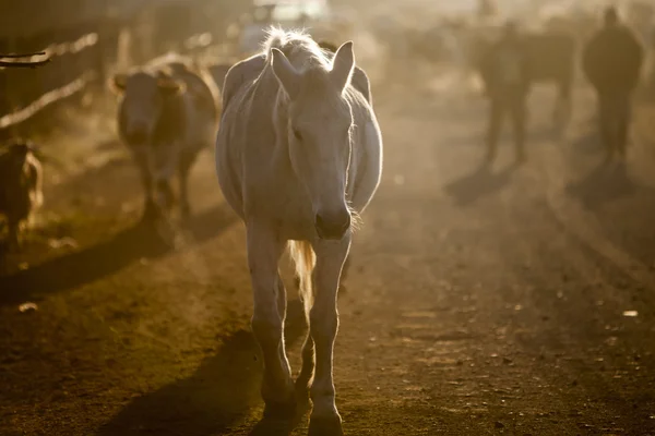 Koń w sunrise — Zdjęcie stockowe