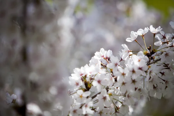 Floraison des fleurs printanières — Photo