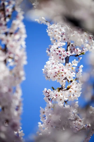 盛开的春天的花朵 — 图库照片