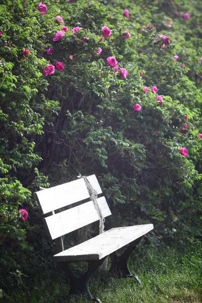 Banco e flores — Fotografia de Stock