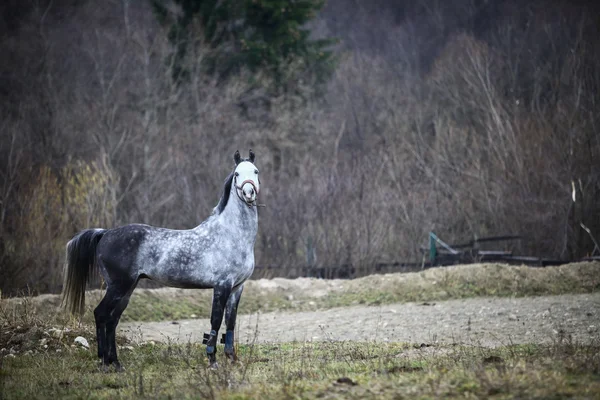 Cavalo cinzento solitário — Fotografia de Stock