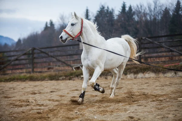 Beyaz at koştu — Stok fotoğraf