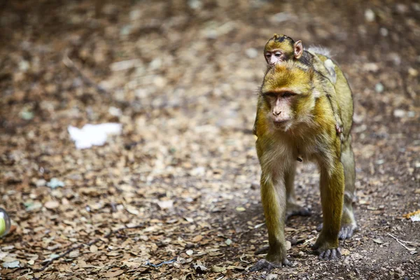 Makaak monkey in Marokko — Stockfoto
