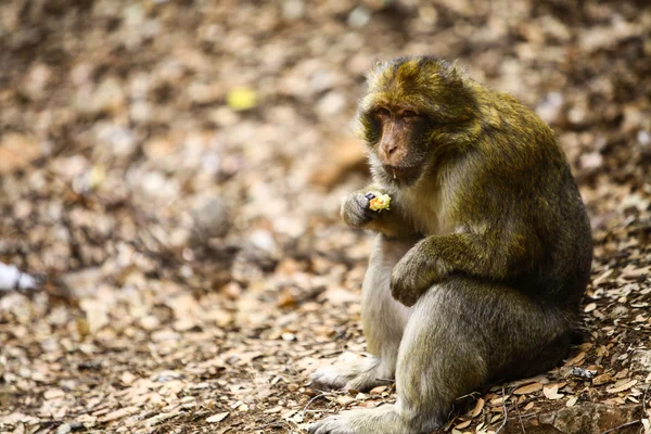 Makaak monkey in Marokko — Stockfoto