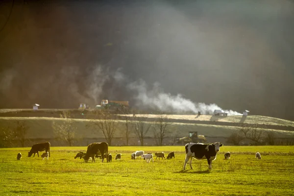 Vacas em um campo — Fotografia de Stock