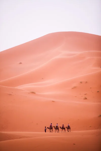 Chameaux dans le désert — Photo