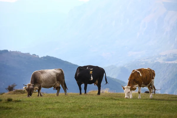 Vacas en un campo — Foto de Stock