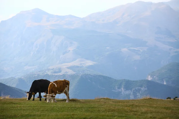 Cows on a field — Stock Photo, Image