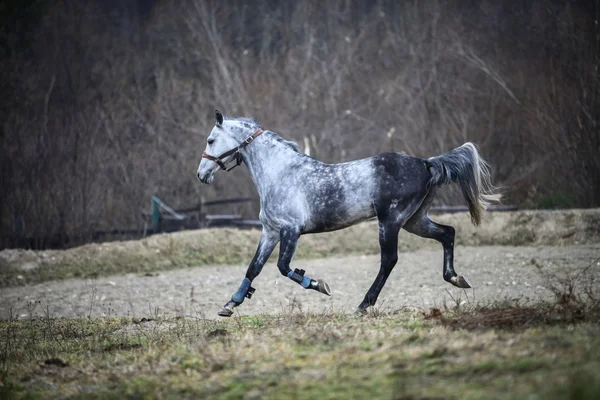 Kör grå häst — Stockfoto