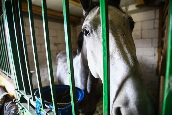 Eenzame grijze paard — Stockfoto