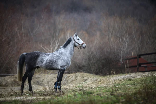 孤独な灰色の馬 — ストック写真