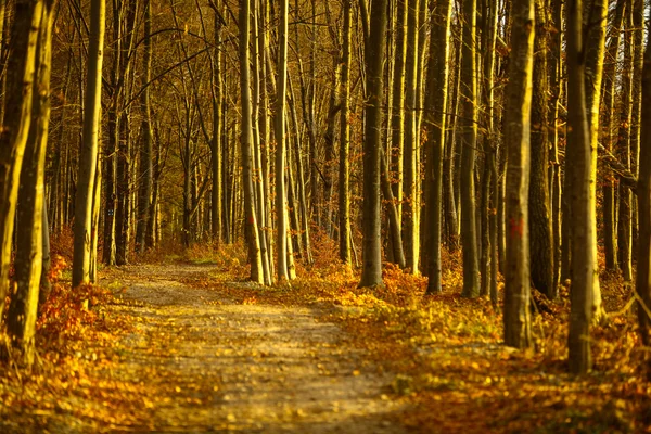 Camino otoñal vacío — Foto de Stock