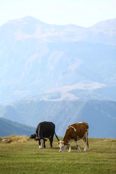 Tehenek a mezőn — Stock Fotó