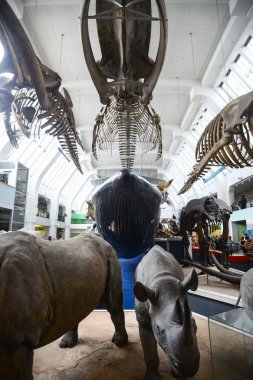 Londra 'daki Doğa Tarihi Müzesi