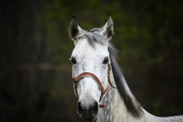 Cavalo cinzento solitário — Fotografia de Stock