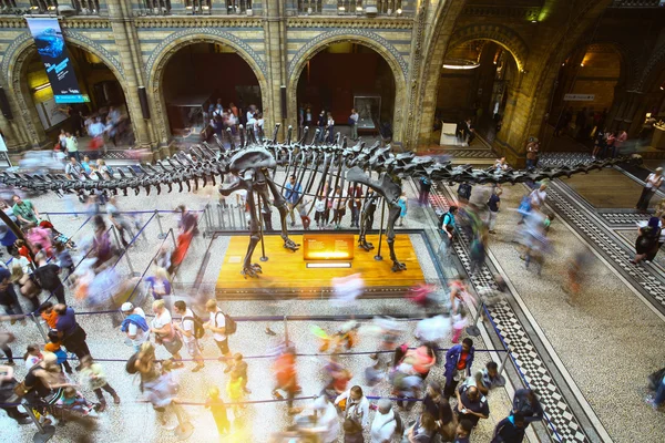 Museo di Storia Naturale di Londra — Foto Stock