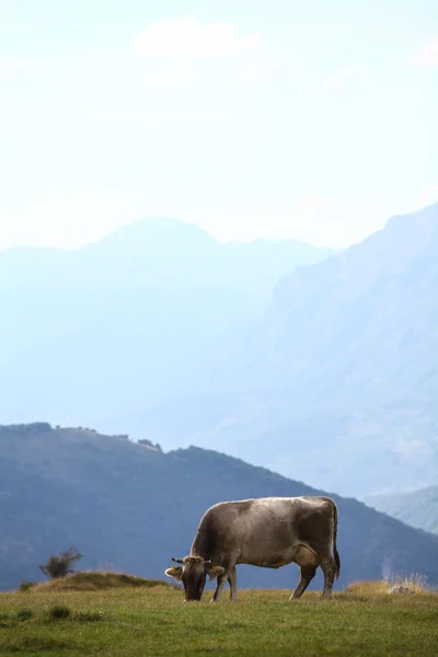 Cow on a field — Stock Photo, Image