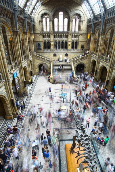 Museo di Storia Naturale di Londra — Foto Stock